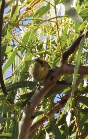 Image of Grey-fronted Honeyeater