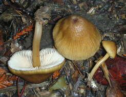 Image of Entoloma