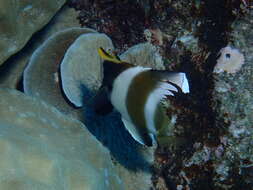 Image of Horned Bannerfish