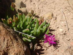 Image of Delosperma obtusum L. Bol.