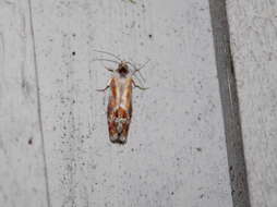 Image of European pine shoot moth