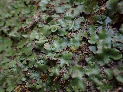 Image of Marchantia paleacea Bertol.