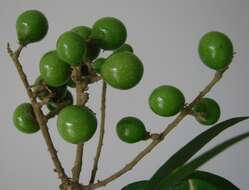 Image of wingleaf soapberry