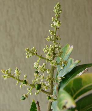 Image of wingleaf soapberry