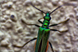 Image of Oedemera nobilis