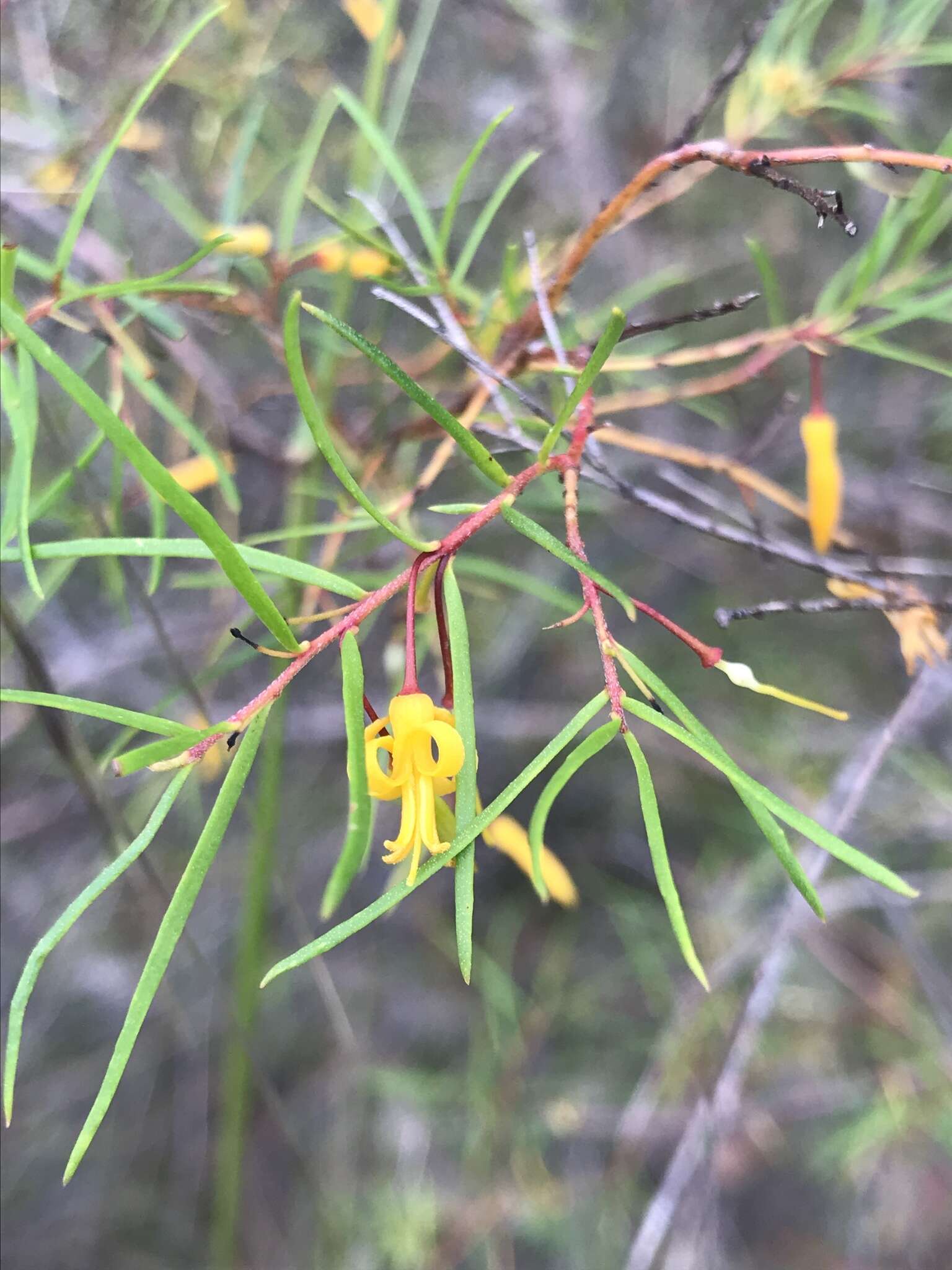 Plancia ëd Persoonia nutans R. Br.