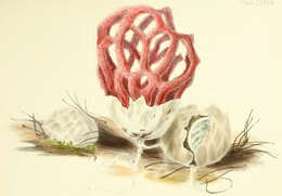 Image of Clathrus ruber P. Micheli ex Pers. 1801