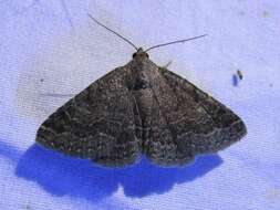 Image of Dusty Lined Matigramma