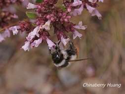 Image of Bombus formosellus (Frison 1934)