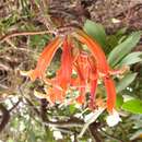 Tylecodon grandiflorus (Burm. fil.) H. Tölken resmi