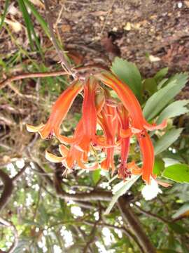 Imagem de Tylecodon grandiflorus (Burm. fil.) H. Tölken