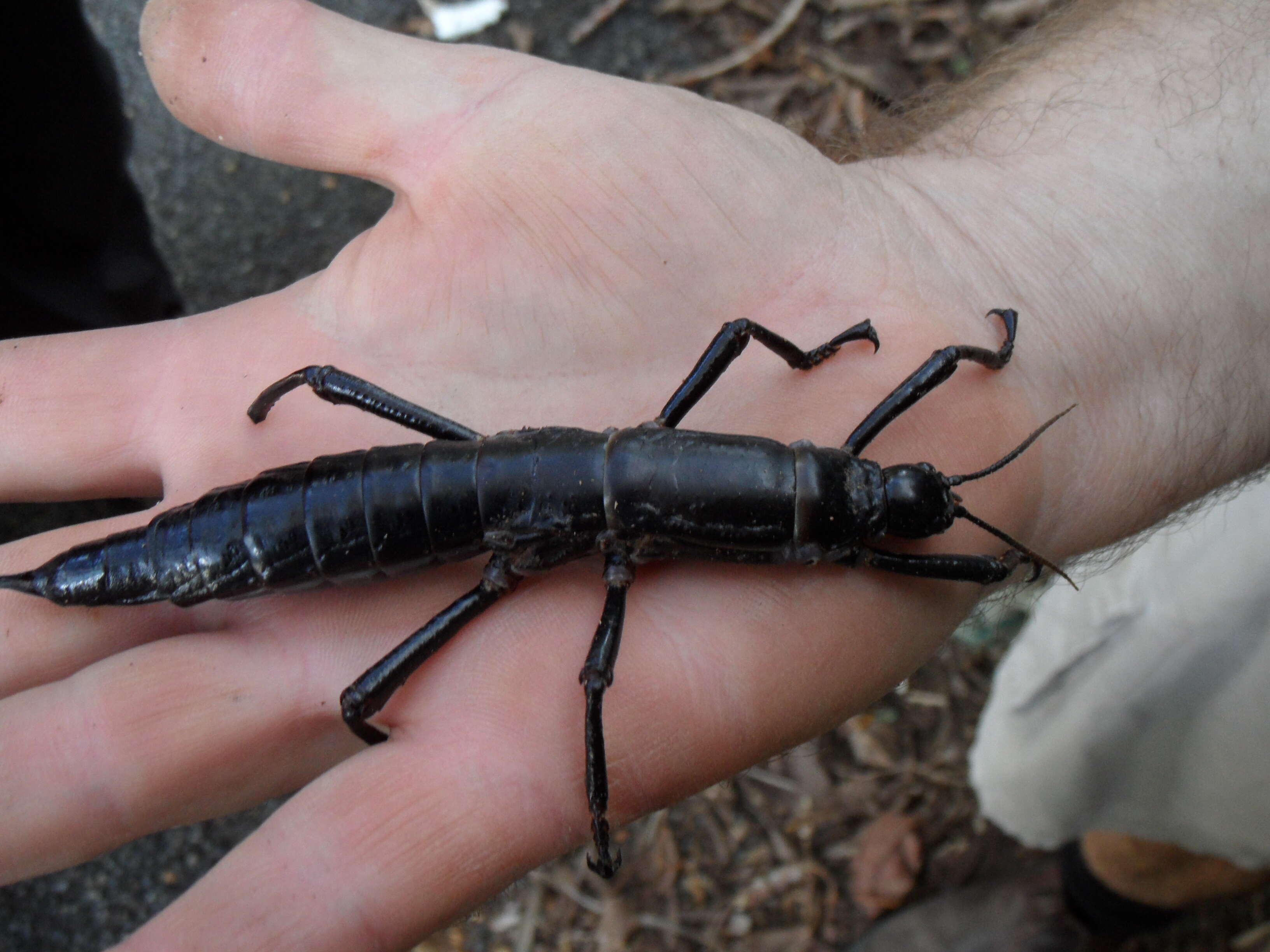 Image of Land Lobster