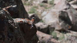 Image of Chestnut-breasted Bunting