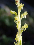 Sivun Platanthera colemanii (Rand. Morgan & Glic.) R. M. Bateman kuva