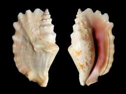 Image of Laciniate conch