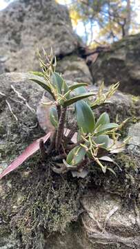 Image of Ironbark orchid