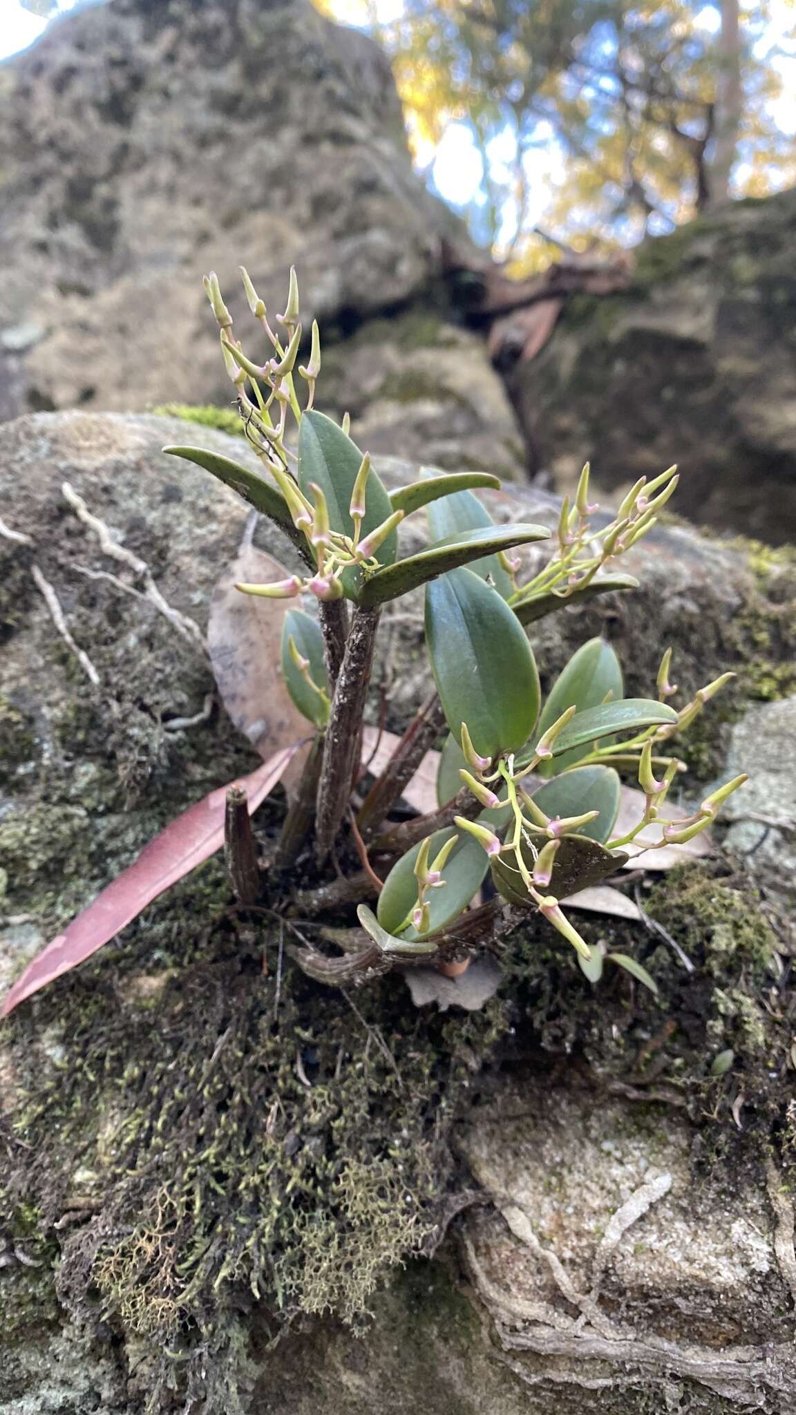 Imagem de Dendrobium aemulum R. Br.