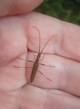 Image of Calliprason pallidus (Pascoe 1875)