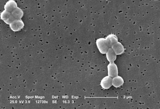 'Acinetobacter calcoaceticusbaumannii complex' resmi