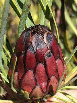 Image de Protea acuminata Sims