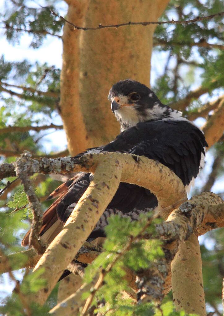 Image of Augur Buzzard