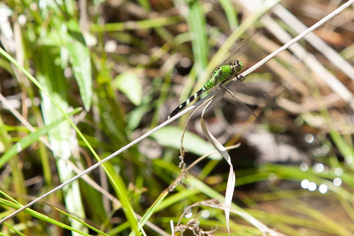 Imagem de Erythemis simplicicollis (Say 1840)