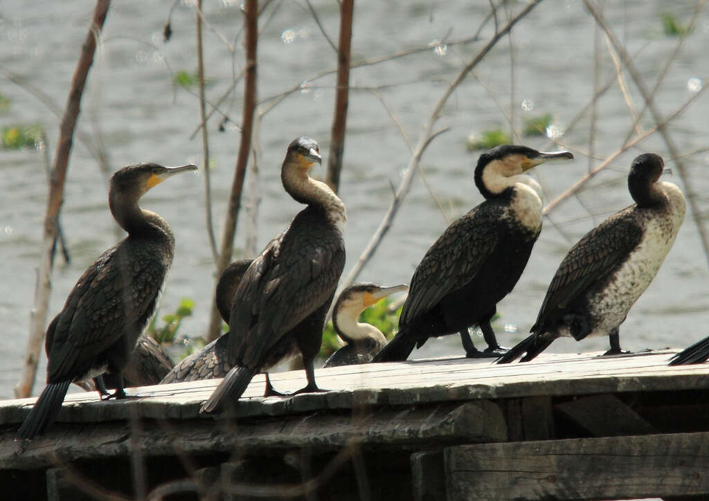 Image of White-breasted Cormorant