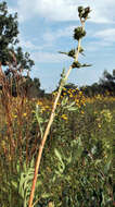 Silphium laciniatum L. resmi