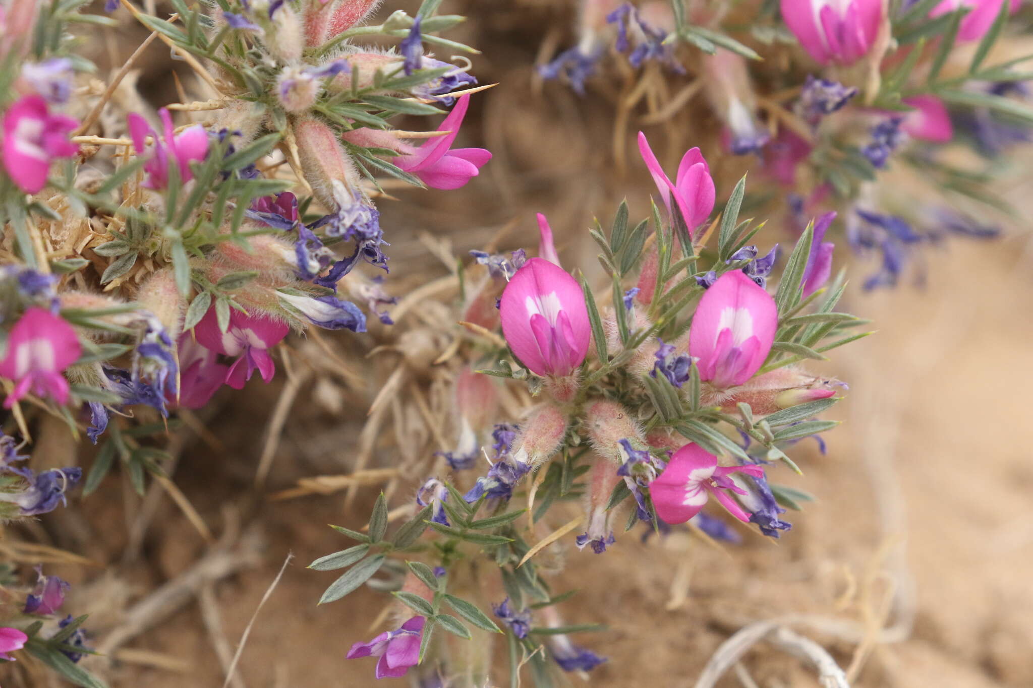 Image of Oxytropis aciphylla Ledeb.