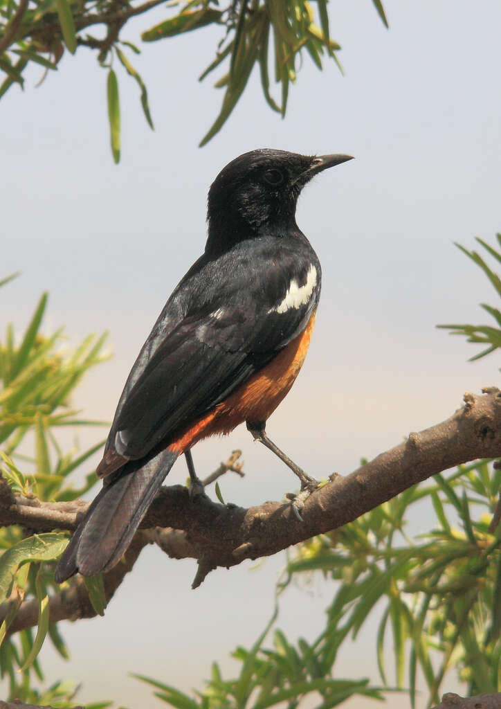 Image of Thamnolaea Cabanis 1851