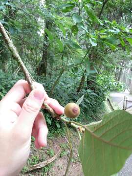 Ficus erecta var. beecheyana (Hook. & Arn.) King的圖片