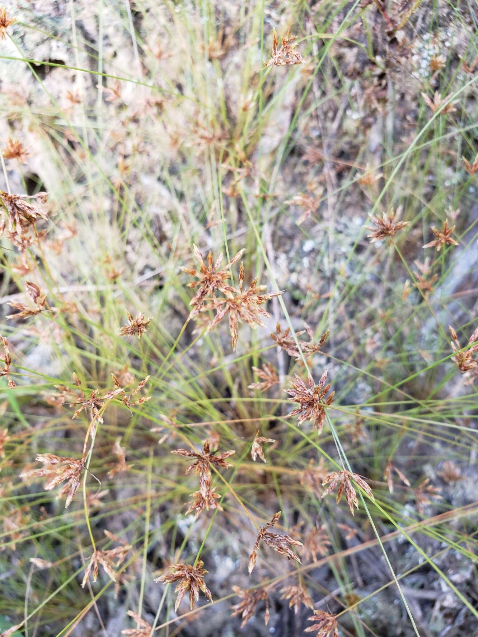 Image of watergrass