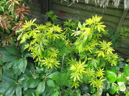 Image of Mexican Orange Blossom