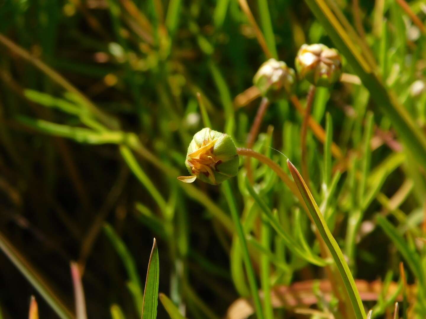 Image of baker's stickyseed