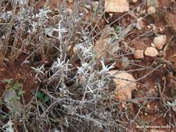 Image of Salvia officinalis subsp. lavandulifolia (Vahl) Gams