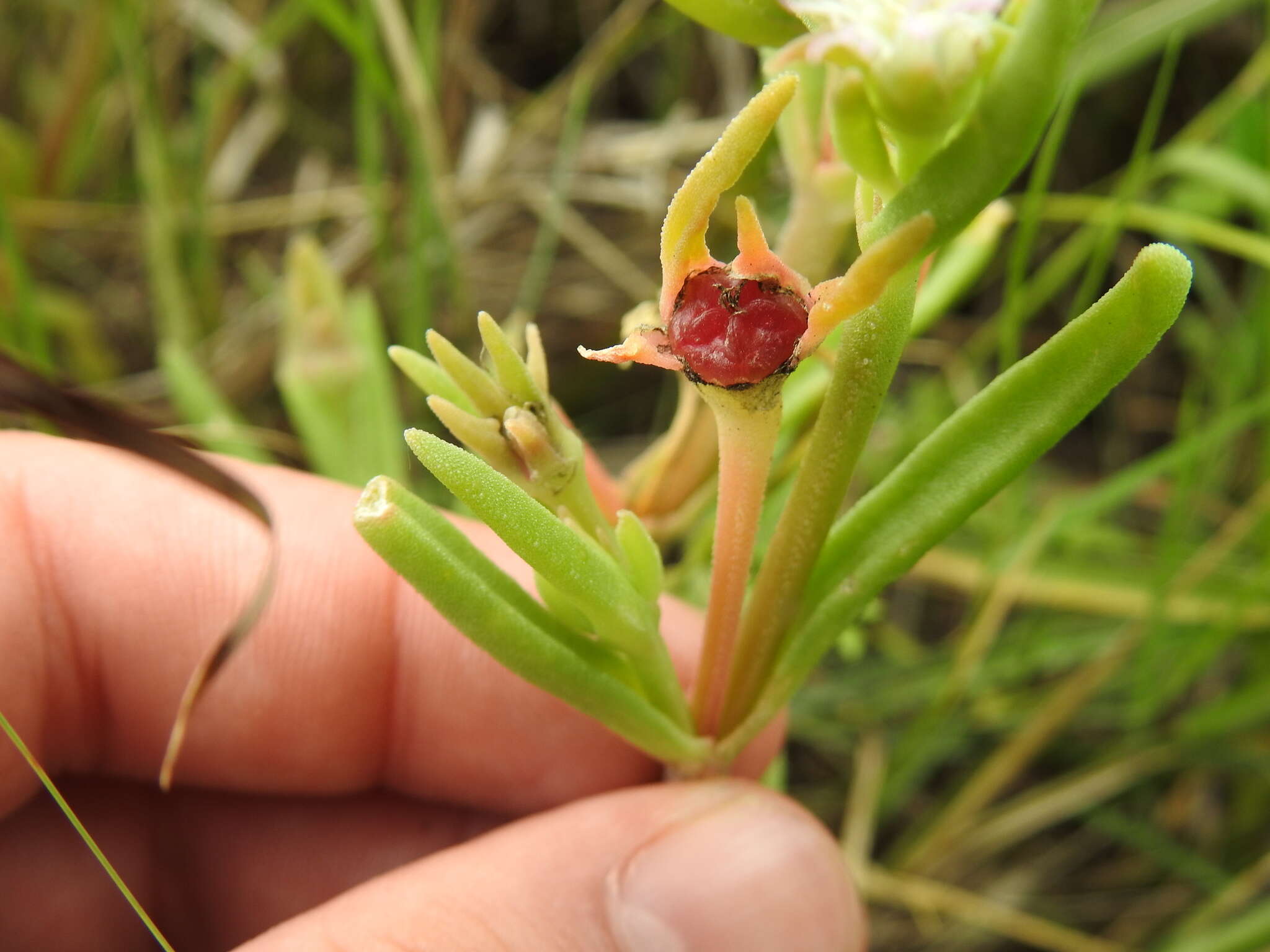 Imagem de Delosperma herbeum (N. E. Br.) N. E. Br.