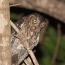 Otus rutilus (Pucheran 1849) resmi