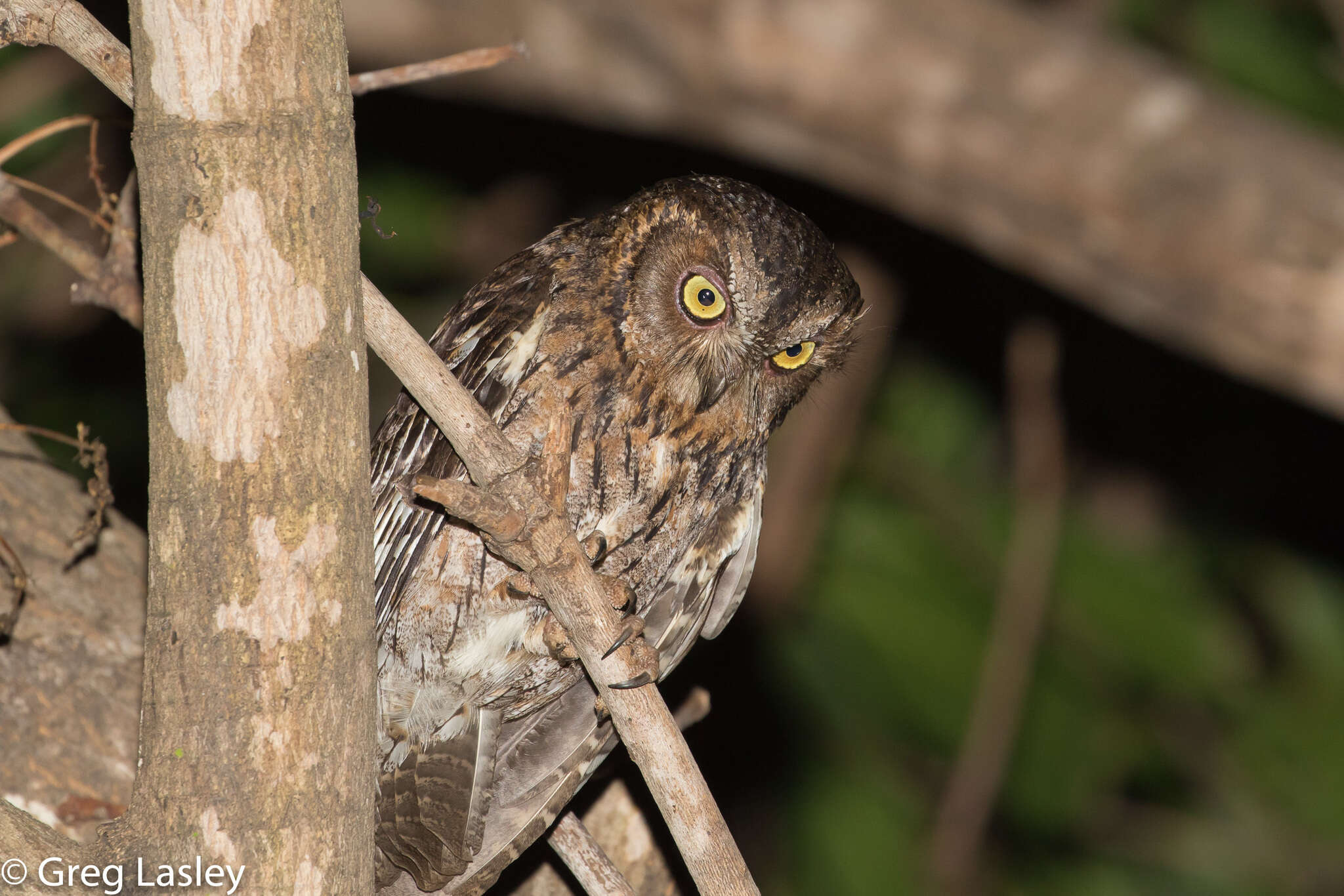 Image of Madagascar Scops-owl