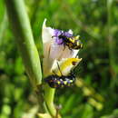 Ceroctis capensis resmi