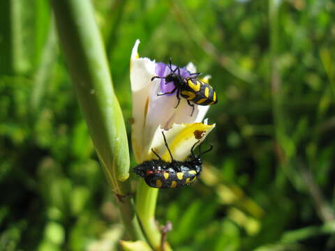 Ceroctis capensis resmi