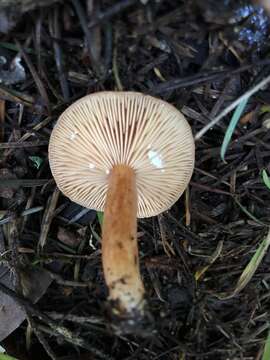 Imagem de Lactarius subflammeus Hesler & A. H. Sm. 1979