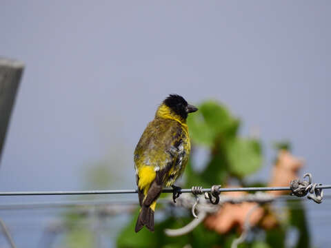 Image of Hooded Siskin