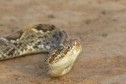 Image of Crotalus durissus trigonicus Harris & Simmons 1978