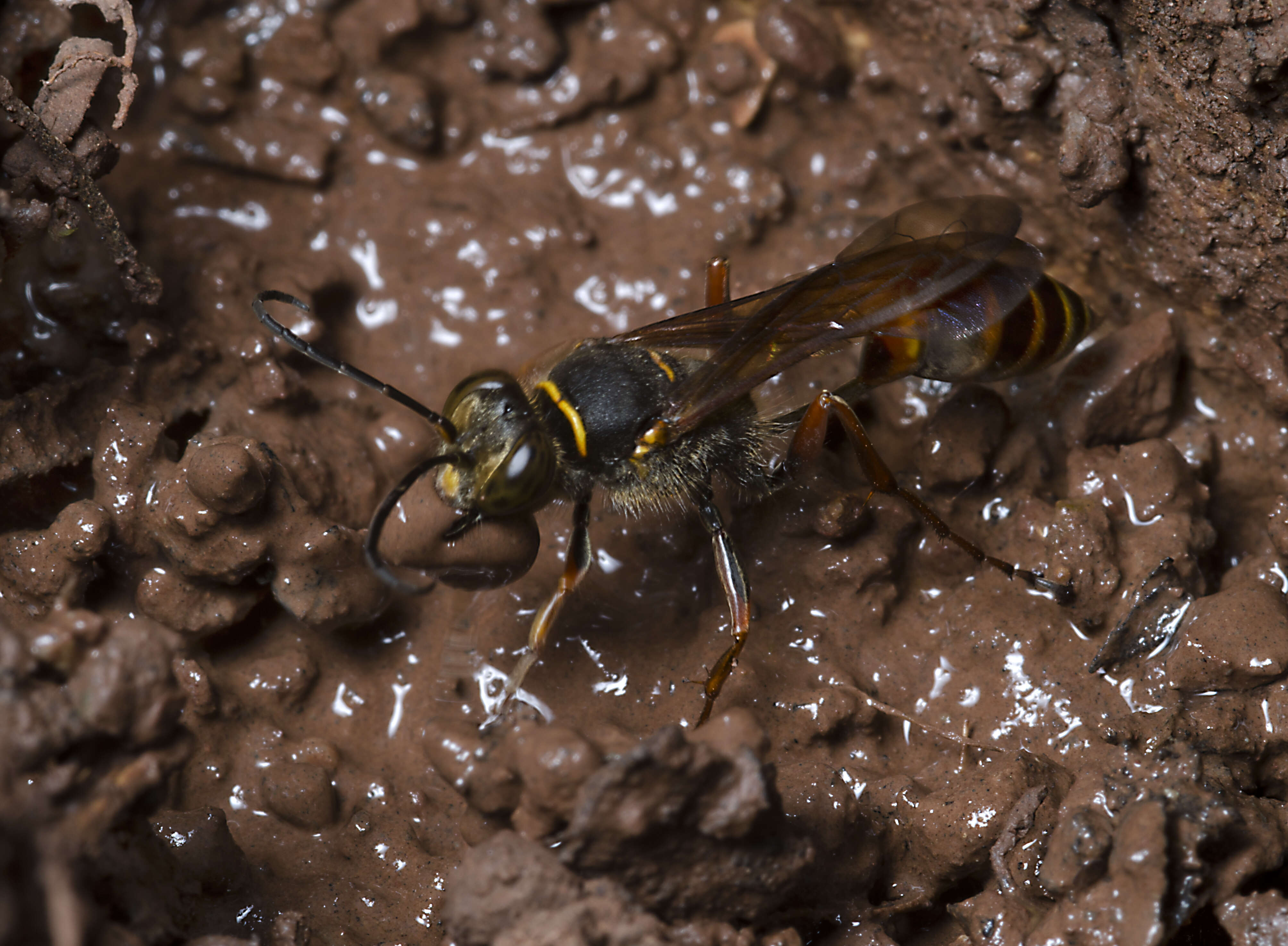 Image of Mud Dauber