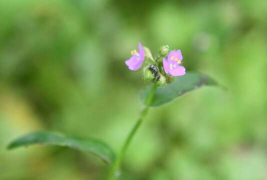 Image of Tripogandra purpurascens (S. Schauer) Handlos