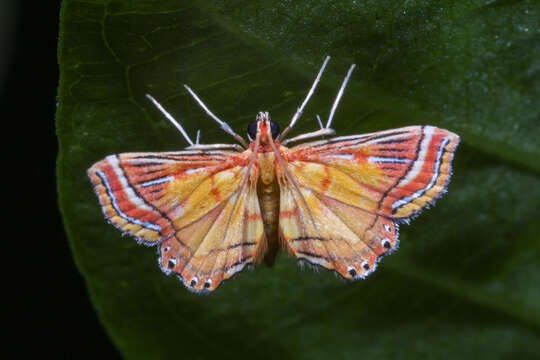 Imagem de Ambia decoralis Snellen 1900