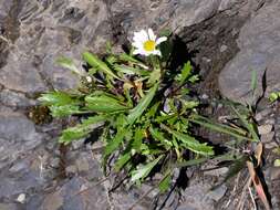 Слика од Leucanthemum halleri (Suter) Polatschek