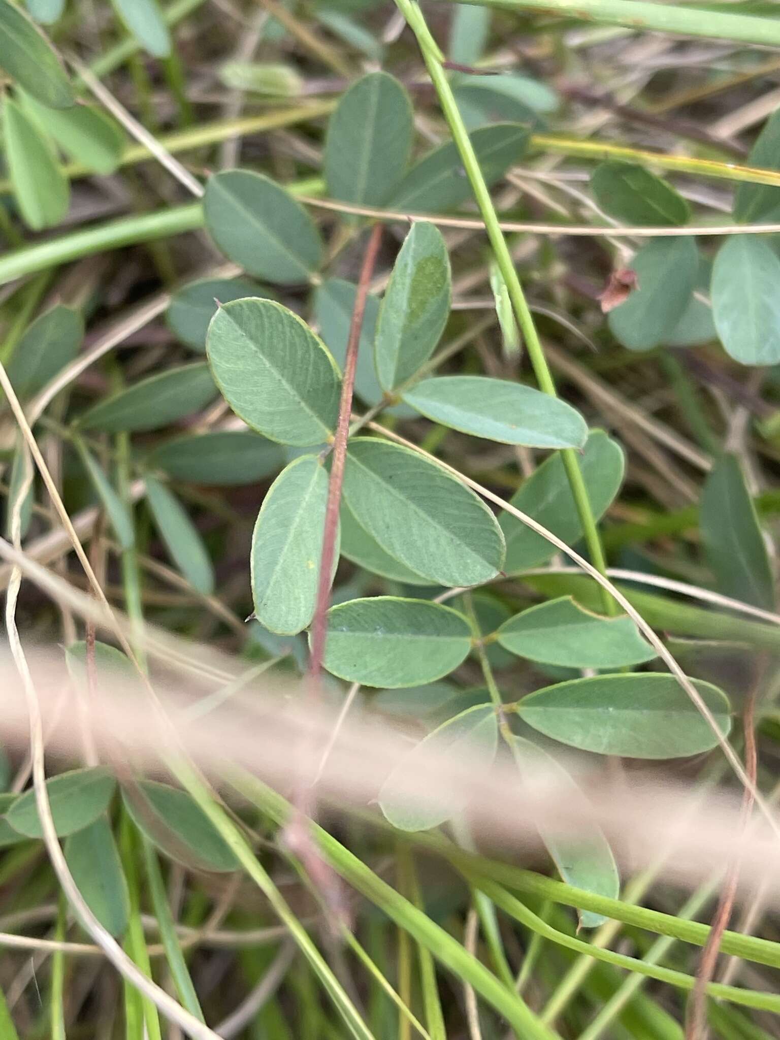 Tephrosia macropoda var. macropoda的圖片