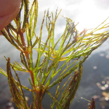 Image of Hornwort