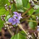 صورة Vitex cooperi Standl.